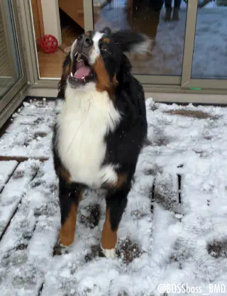 Berner Sennenhond aan het gapen