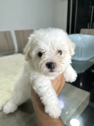 witte puppy bij een kynologenclub