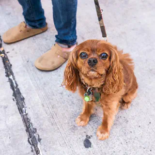 Een bruine Cavalier King Charles Spaniel hond