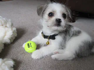 hond aan het piepen met bal