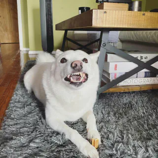 Witte Shiba Inu hond op vloerkleed