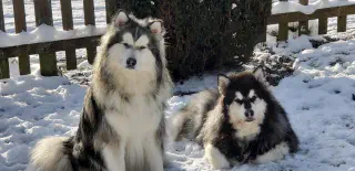 Twee Alaskan Malamuten in de sneeuw