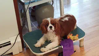 Cavalier King Charles Spaniel in huis op een mand