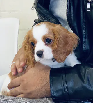 Cavalier King Charles Spaniel pup in handen