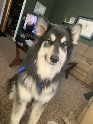 Grijze Alaskan Malamute in kamer