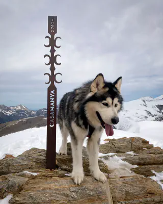 Alaskan Malamute in de sneeuw