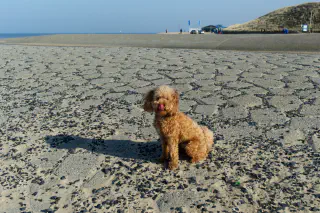 Onze toy doodle hond op het strand