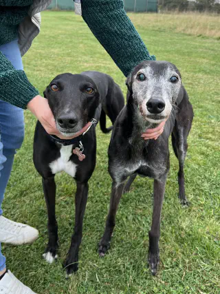 Twee greyhounds om het uiterlijk te zien