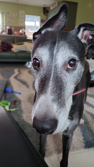 Greyhound in huis