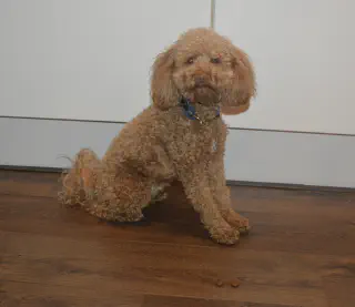 Hond met droogvoer voor hem