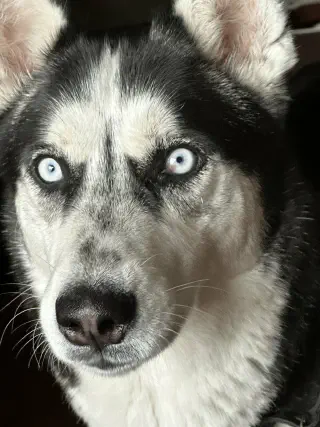 Sberische husky met blauwe ogen