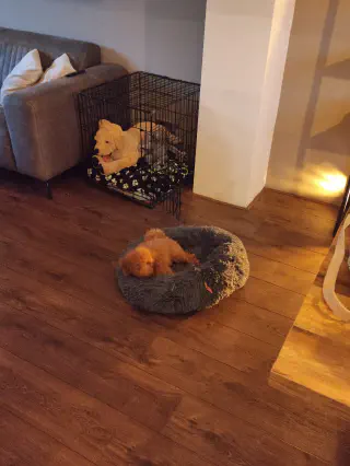 Toy poodle G in zijn bench