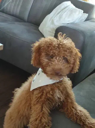 Pup die zit commando leert