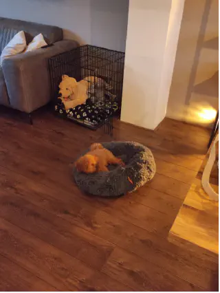 Pup in donut mand die slaapt