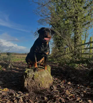 Rottweiler op een steen