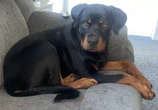 Rottweiler op een bank