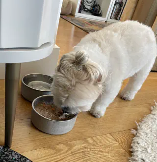 Oude witte hond die natvoer eet