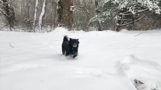 Hond in sneeuw