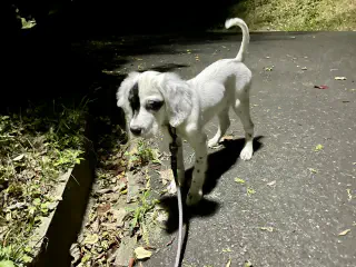 Witte hond blaft aan de lijjn