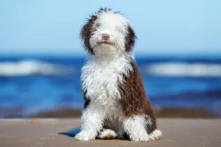 Hond op strand