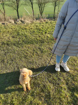 puppy G uitlaten volgens schema 