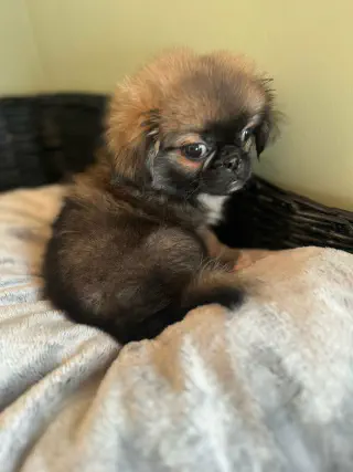 zwarte puppy 8 weken oud uitlaten